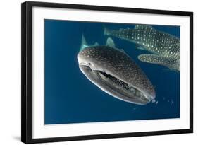 Whale Shark, Cenderawasih Bay, West Papua, Indonesia-Pete Oxford-Framed Photographic Print