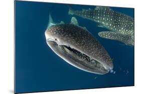 Whale Shark, Cenderawasih Bay, West Papua, Indonesia-Pete Oxford-Mounted Photographic Print