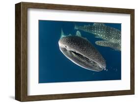 Whale Shark, Cenderawasih Bay, West Papua, Indonesia-Pete Oxford-Framed Photographic Print