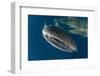 Whale Shark, Cenderawasih Bay, West Papua, Indonesia-Pete Oxford-Framed Photographic Print