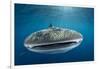 Whale Shark, Cenderawasih Bay, West Papua, Indonesia-Pete Oxford-Framed Photographic Print