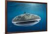 Whale Shark, Cenderawasih Bay, West Papua, Indonesia-Pete Oxford-Framed Photographic Print