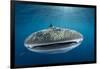 Whale Shark, Cenderawasih Bay, West Papua, Indonesia-Pete Oxford-Framed Photographic Print