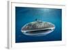 Whale Shark, Cenderawasih Bay, West Papua, Indonesia-Pete Oxford-Framed Photographic Print