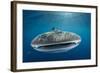 Whale Shark, Cenderawasih Bay, West Papua, Indonesia-Pete Oxford-Framed Photographic Print