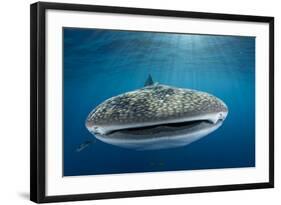 Whale Shark, Cenderawasih Bay, West Papua, Indonesia-Pete Oxford-Framed Photographic Print