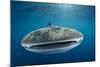 Whale Shark, Cenderawasih Bay, West Papua, Indonesia-Pete Oxford-Mounted Photographic Print