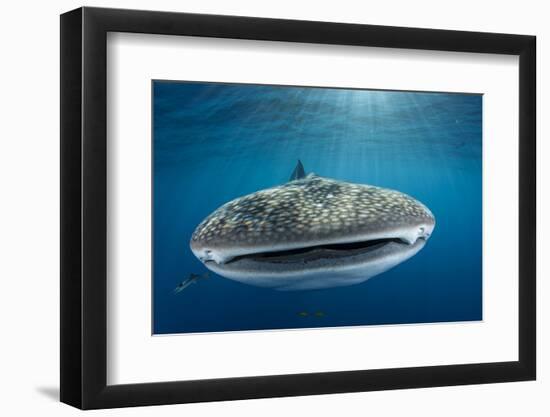 Whale Shark, Cenderawasih Bay, West Papua, Indonesia-Pete Oxford-Framed Photographic Print