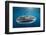 Whale Shark, Cenderawasih Bay, West Papua, Indonesia-Pete Oxford-Framed Photographic Print