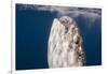 Whale Shark, Cenderawasih Bay, West Papua, Indonesia-Pete Oxford-Framed Photographic Print