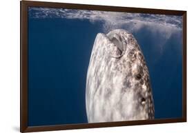 Whale Shark, Cenderawasih Bay, West Papua, Indonesia-Pete Oxford-Framed Photographic Print