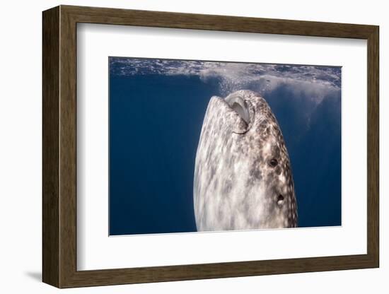 Whale Shark, Cenderawasih Bay, West Papua, Indonesia-Pete Oxford-Framed Photographic Print