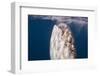 Whale Shark, Cenderawasih Bay, West Papua, Indonesia-Pete Oxford-Framed Photographic Print