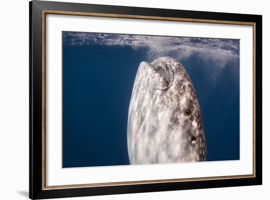 Whale Shark, Cenderawasih Bay, West Papua, Indonesia-Pete Oxford-Framed Photographic Print