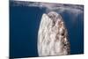 Whale Shark, Cenderawasih Bay, West Papua, Indonesia-Pete Oxford-Mounted Photographic Print