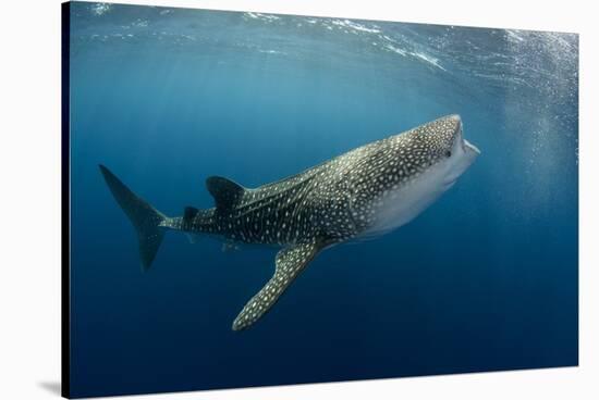 Whale Shark, Cenderawasih Bay, West Papua, Indonesia-Pete Oxford-Stretched Canvas