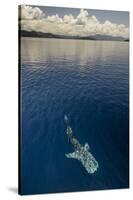 Whale Shark, Cenderawasih Bay, West Papua, Indonesia-Pete Oxford-Stretched Canvas