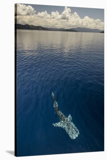 Whale Shark, Cenderawasih Bay, West Papua, Indonesia-Pete Oxford-Stretched Canvas