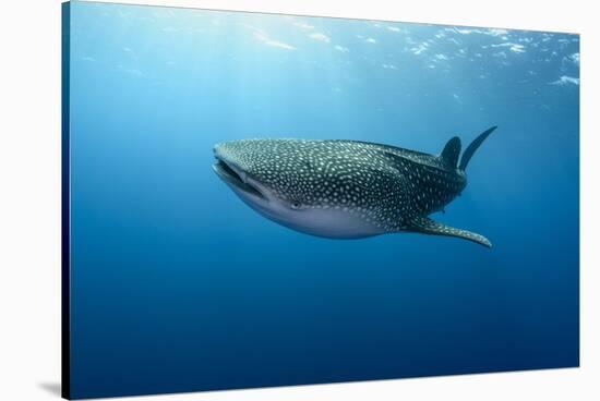 Whale Shark, Cenderawasih Bay, West Papua, Indonesia-Pete Oxford-Stretched Canvas