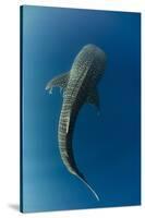 Whale Shark, Cenderawasih Bay, West Papua, Indonesia-Pete Oxford-Stretched Canvas