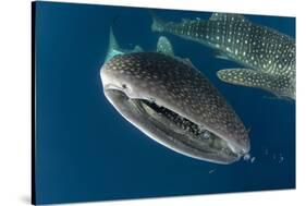 Whale Shark, Cenderawasih Bay, West Papua, Indonesia-Pete Oxford-Stretched Canvas