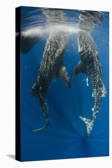 Whale Shark Feeding at Bagan, Cenderawasih Bay, West Papua, Indonesia-Pete Oxford-Stretched Canvas