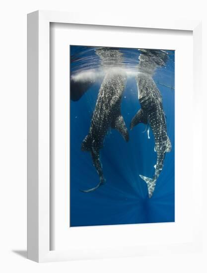 Whale Shark Feeding at Bagan, Cenderawasih Bay, West Papua, Indonesia-Pete Oxford-Framed Photographic Print