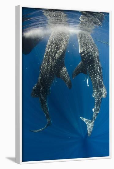 Whale Shark Feeding at Bagan, Cenderawasih Bay, West Papua, Indonesia-Pete Oxford-Framed Photographic Print