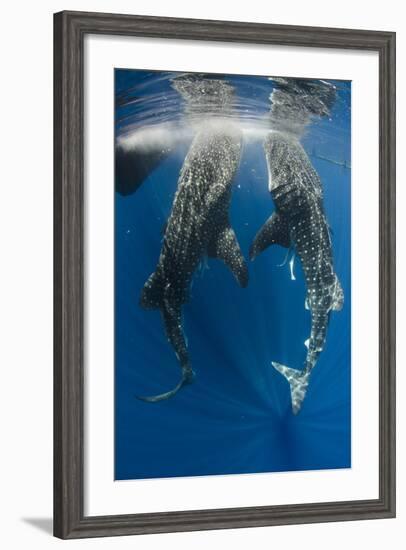 Whale Shark Feeding at Bagan, Cenderawasih Bay, West Papua, Indonesia-Pete Oxford-Framed Photographic Print