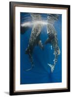 Whale Shark Feeding at Bagan, Cenderawasih Bay, West Papua, Indonesia-Pete Oxford-Framed Photographic Print