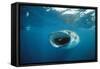 Whale Shark Feeding, Front View, Mouth Open, with Divers-null-Framed Stretched Canvas