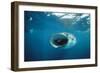 Whale Shark Feeding, Front View, Mouth Open, with Divers-null-Framed Photographic Print