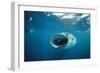 Whale Shark Feeding, Front View, Mouth Open, with Divers-null-Framed Photographic Print