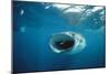 Whale Shark Feeding, Front View, Mouth Open, with Divers-null-Mounted Photographic Print