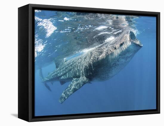 Whale Shark Feeding Off Coast of Isla Mujeres, Mexico-null-Framed Stretched Canvas