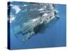 Whale Shark Feeding Off Coast of Isla Mujeres, Mexico-null-Stretched Canvas