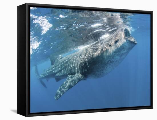Whale Shark Feeding Off Coast of Isla Mujeres, Mexico-null-Framed Stretched Canvas
