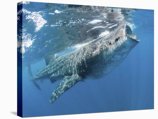 Whale Shark Feeding Off Coast of Isla Mujeres, Mexico-null-Stretched Canvas