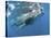 Whale Shark Feeding Off Coast of Isla Mujeres, Mexico-null-Stretched Canvas