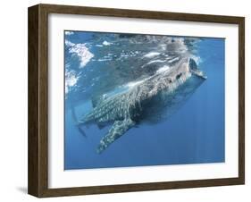 Whale Shark Feeding Off Coast of Isla Mujeres, Mexico-null-Framed Photographic Print