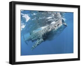 Whale Shark Feeding Off Coast of Isla Mujeres, Mexico-null-Framed Photographic Print