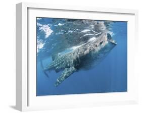 Whale Shark Feeding Off Coast of Isla Mujeres, Mexico-null-Framed Photographic Print