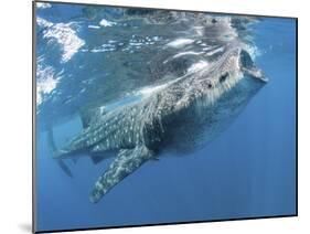 Whale Shark Feeding Off Coast of Isla Mujeres, Mexico-null-Mounted Photographic Print