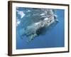 Whale Shark Feeding Off Coast of Isla Mujeres, Mexico-null-Framed Photographic Print