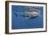 Whale Shark Feeding Off Coast of Isla Mujeres, Mexico-null-Framed Photographic Print