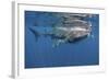 Whale Shark Feeding Off Coast of Isla Mujeres, Mexico-null-Framed Photographic Print