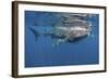 Whale Shark Feeding Off Coast of Isla Mujeres, Mexico-null-Framed Photographic Print