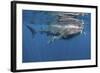 Whale Shark Feeding Off Coast of Isla Mujeres, Mexico-null-Framed Photographic Print