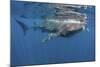 Whale Shark Feeding Off Coast of Isla Mujeres, Mexico-null-Mounted Photographic Print