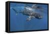 Whale Shark Feeding Off Coast of Isla Mujeres, Mexico-null-Framed Stretched Canvas